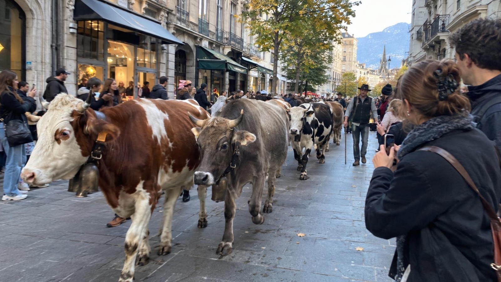 Photographie éditoriale prise sur le vif illustrant Grenoble : des vaches en plein centre-ville, de la raclette et un record du monde à tenter ce samedi à Grenoble