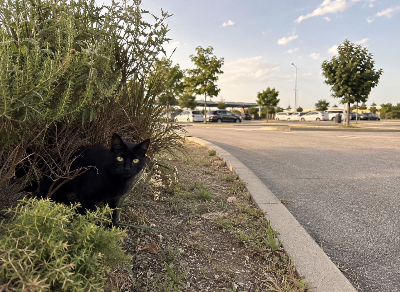 Chatte noire près d’une aire d’autoroute en Isère, illustration contextuelle de la recherche de Chanel disparue à L’Isle-d’Abeau.