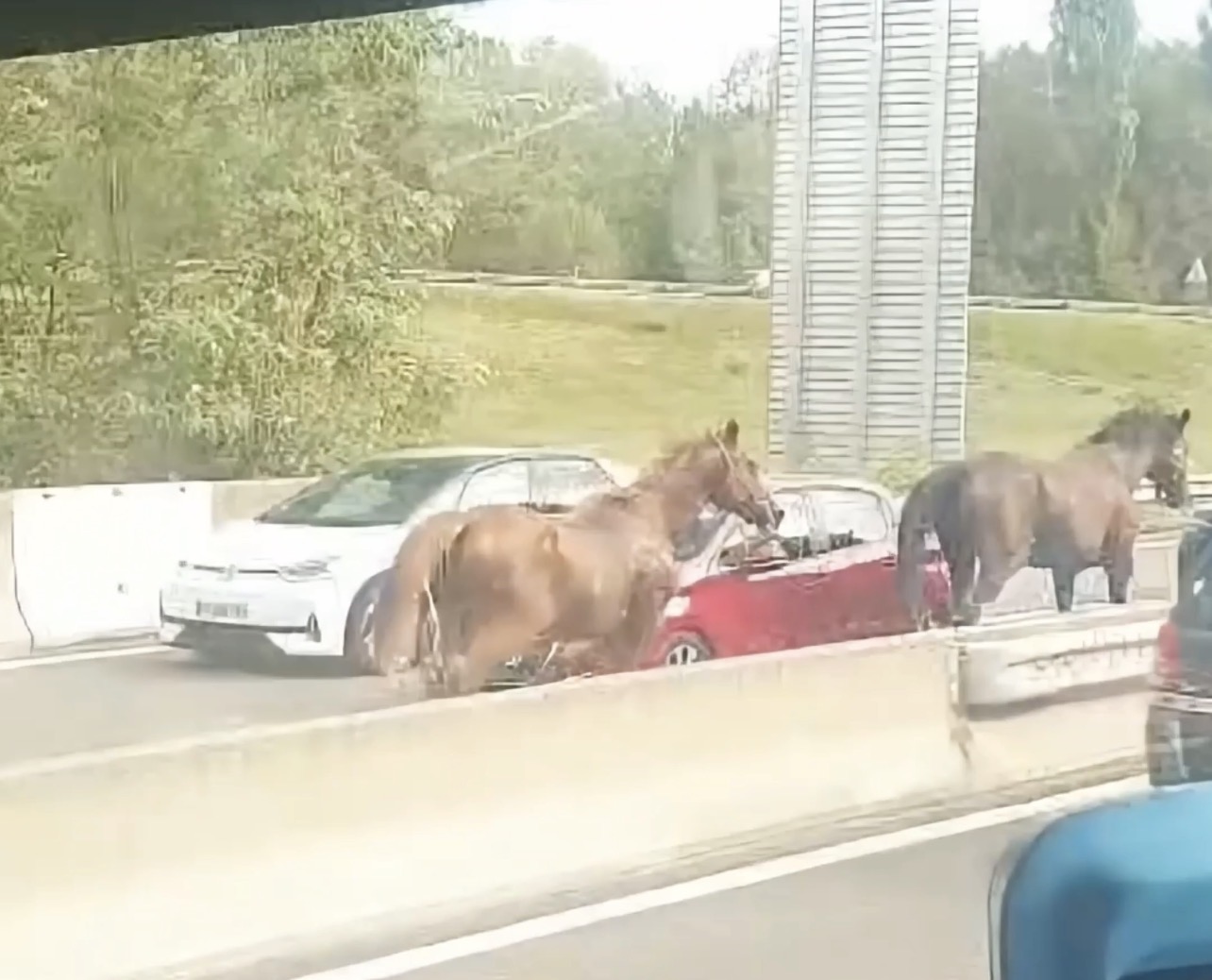 Deux chevaux circulant sur l’A48 près de Voreppe après s’être échappés de leur pâture le 2 septembre 2026.